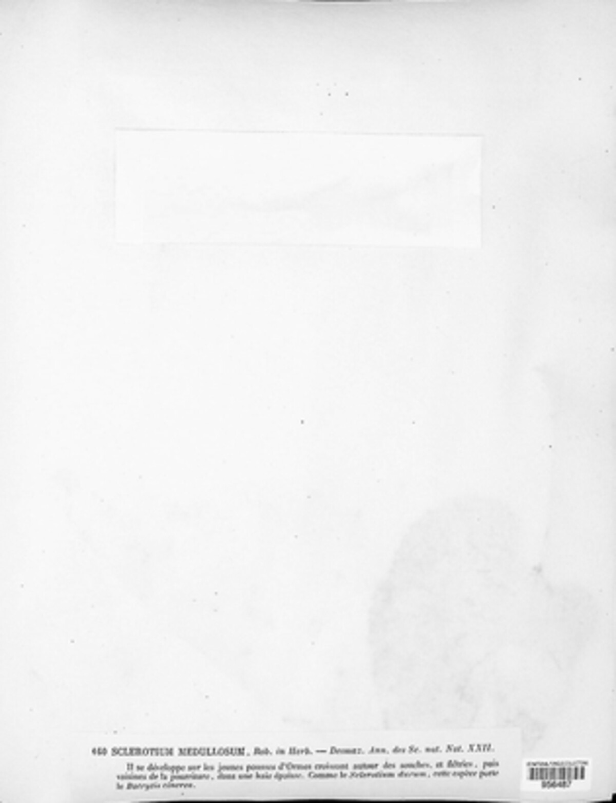 Sclerotium medullosum image